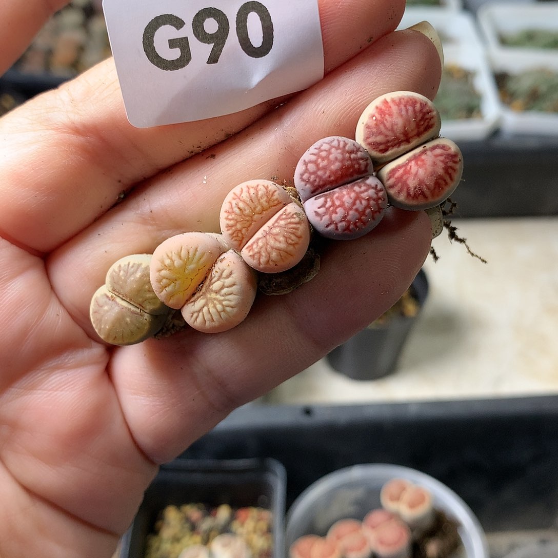 快****?G90多肉植物保护