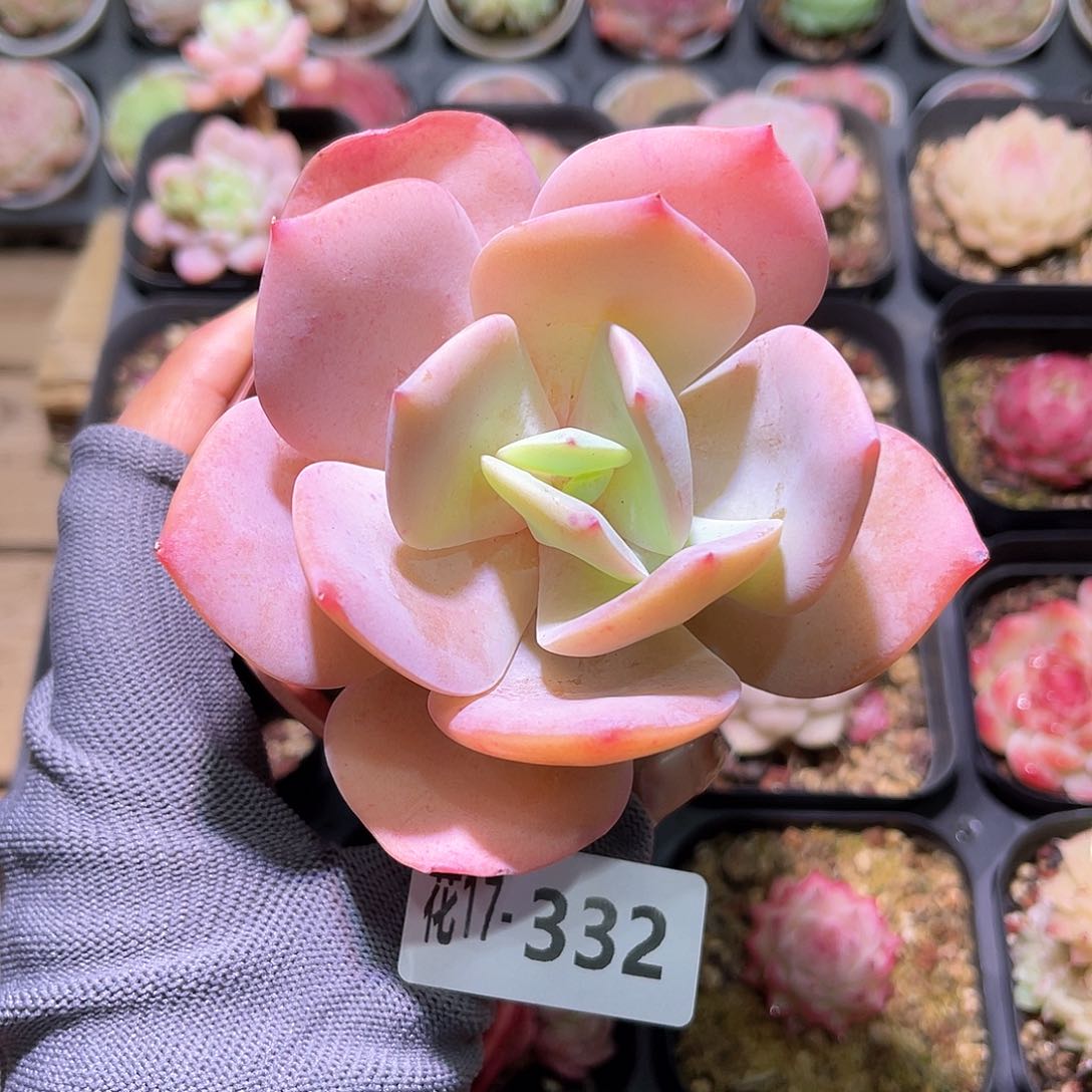 花17-332白凤单头