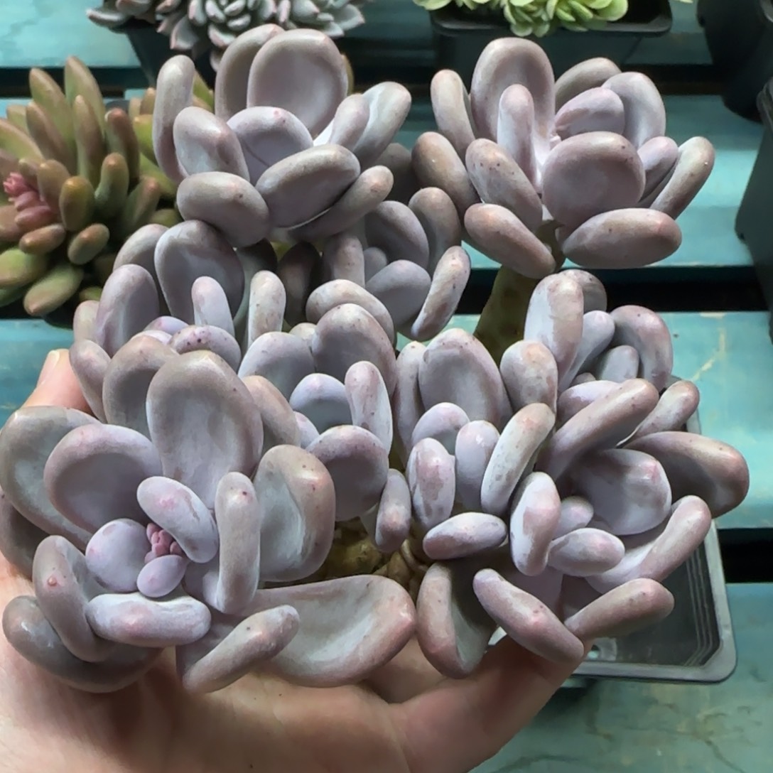 9头桃美人，发货点延迟