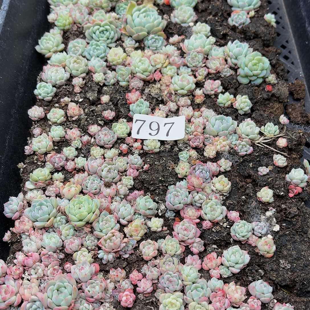 多肉植物多肉植物797