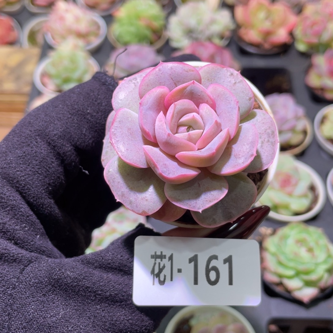 花利美1-161绯霞玉蝶