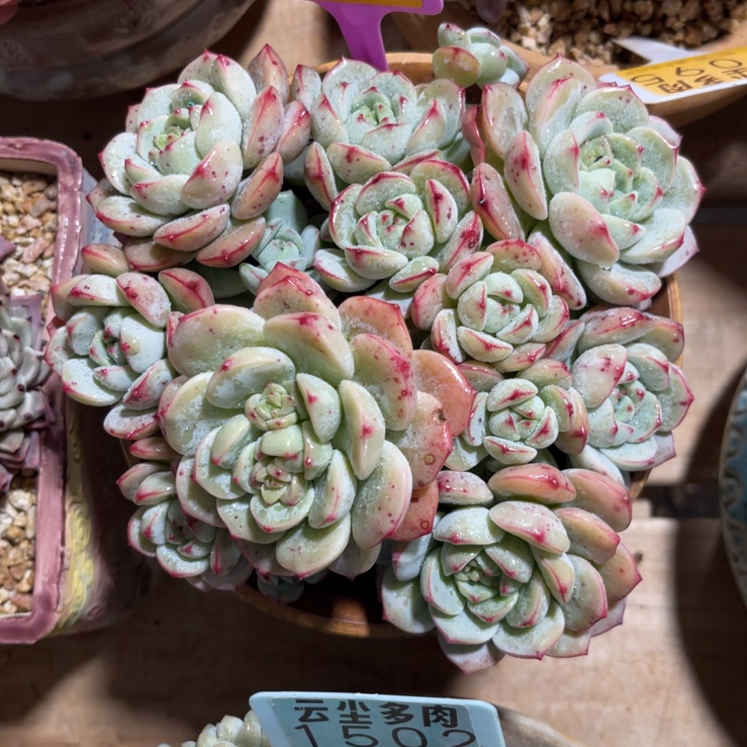 茶***雅云尘多肉一物一拍不含盆1520