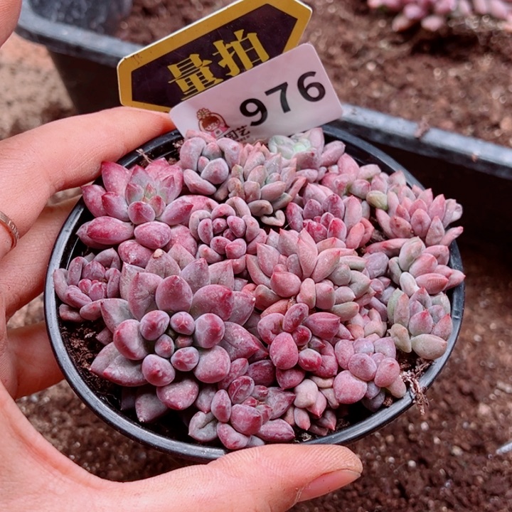 多肉植物多肉植物