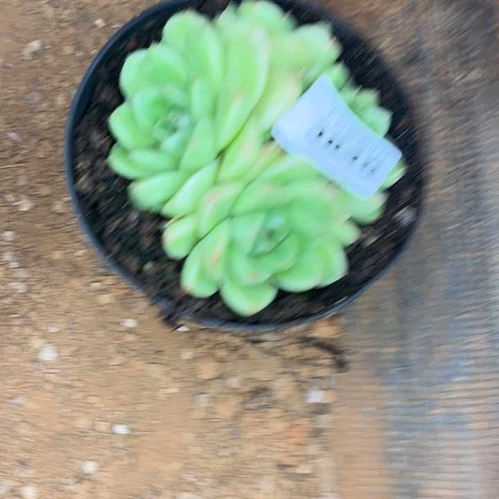 木***梓阿雅园艺。         3840