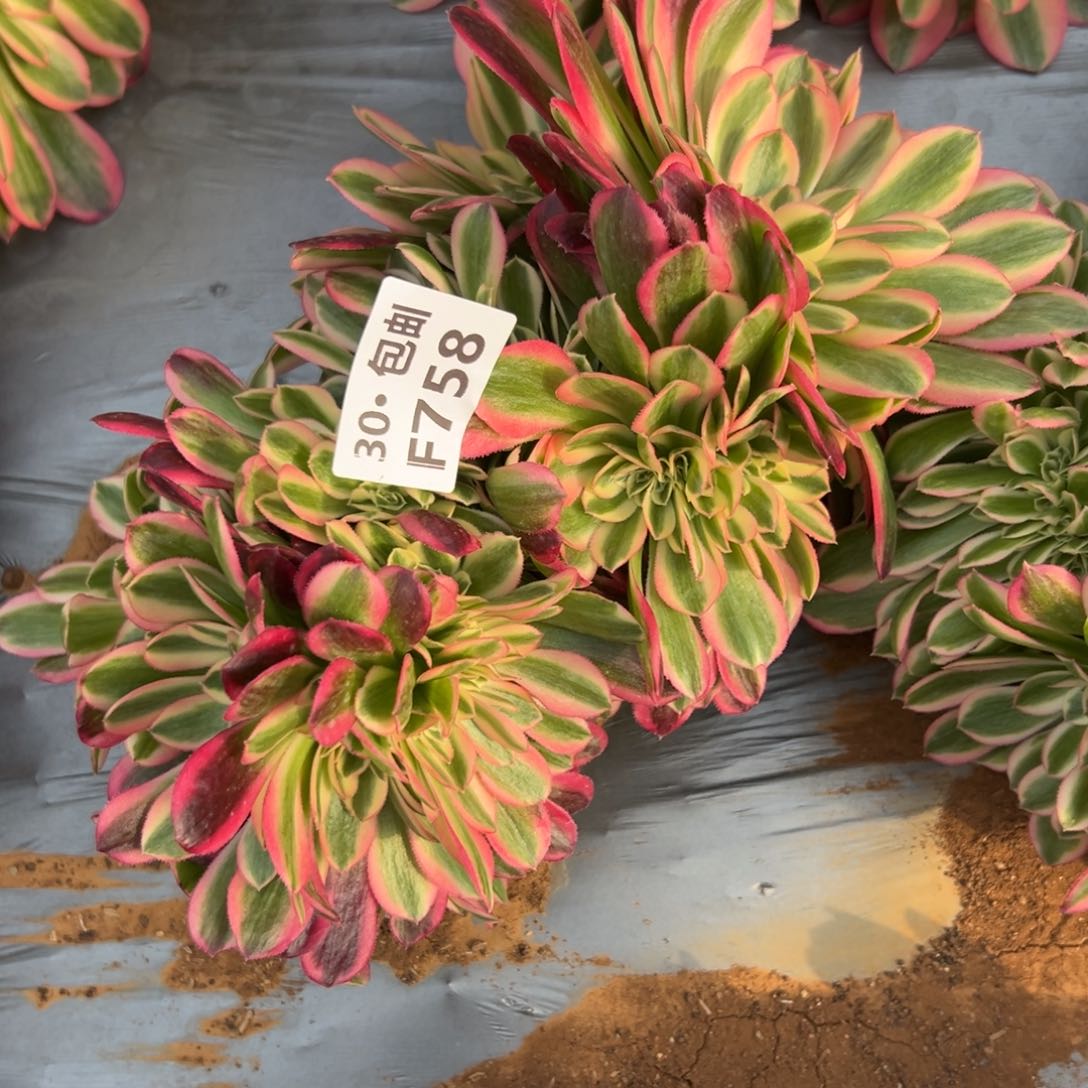 758女巫缀多肉法师