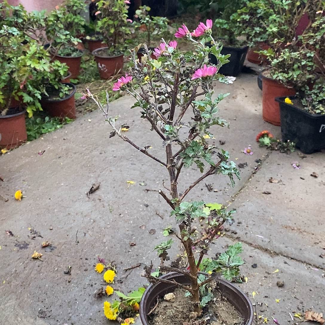 大***鱼完全开放菊花具体他