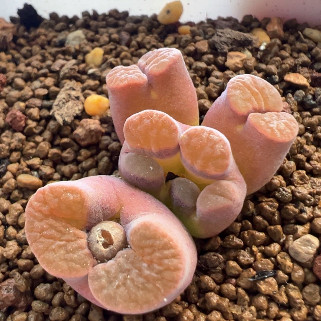 异形磁铁 肉锥植物