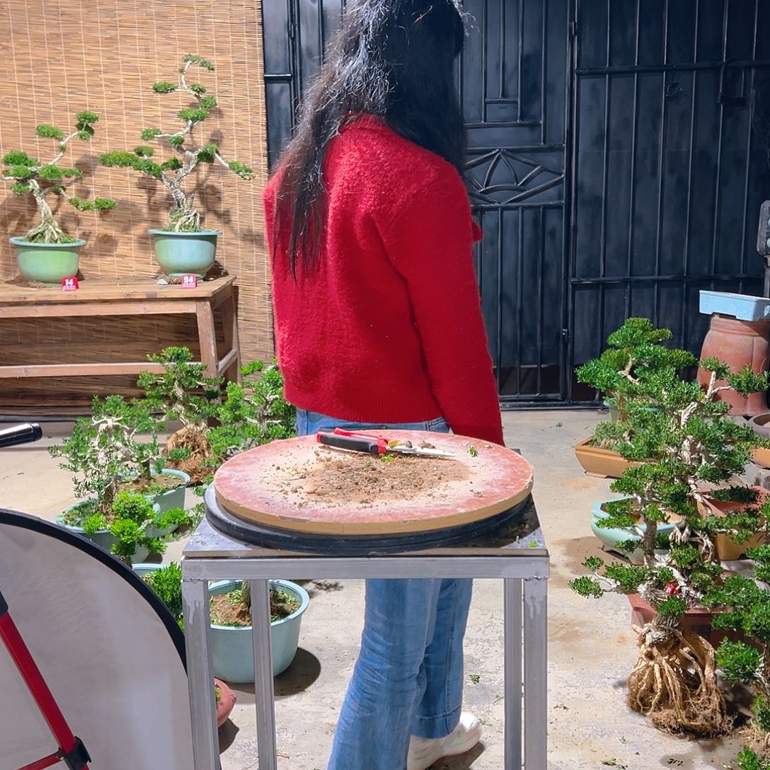 群***宝无花朵广东雀舌皱皮黄杨盆景