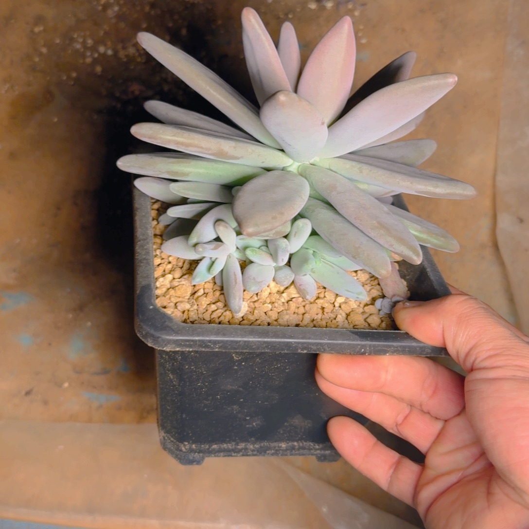 鹅手捧福利111111111111111