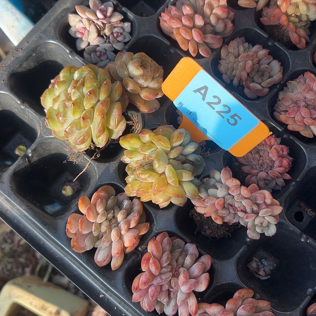 ꧁***꧂多肉植物一物一拍