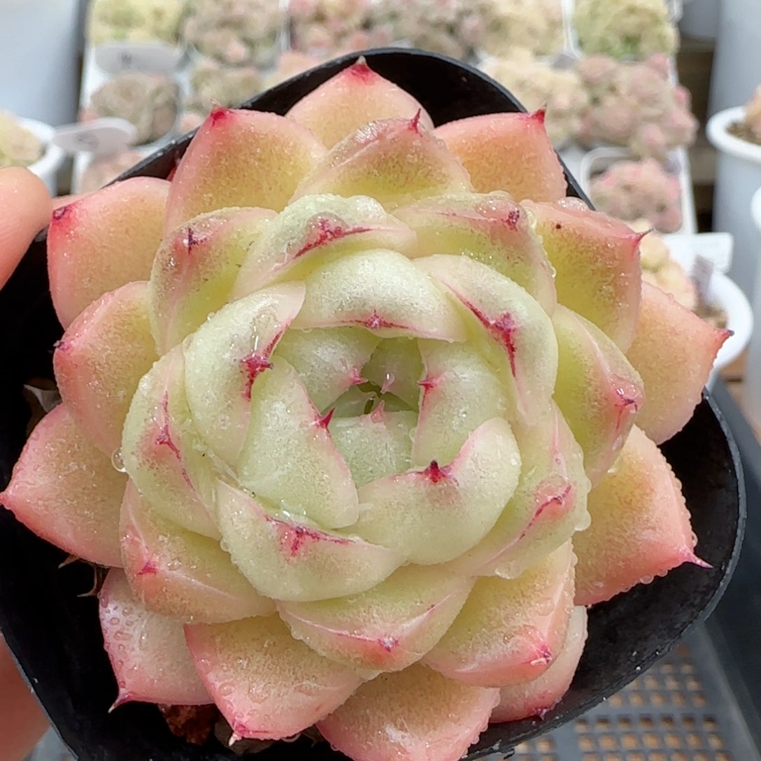 【闪购商品】0128-27包子麦杆