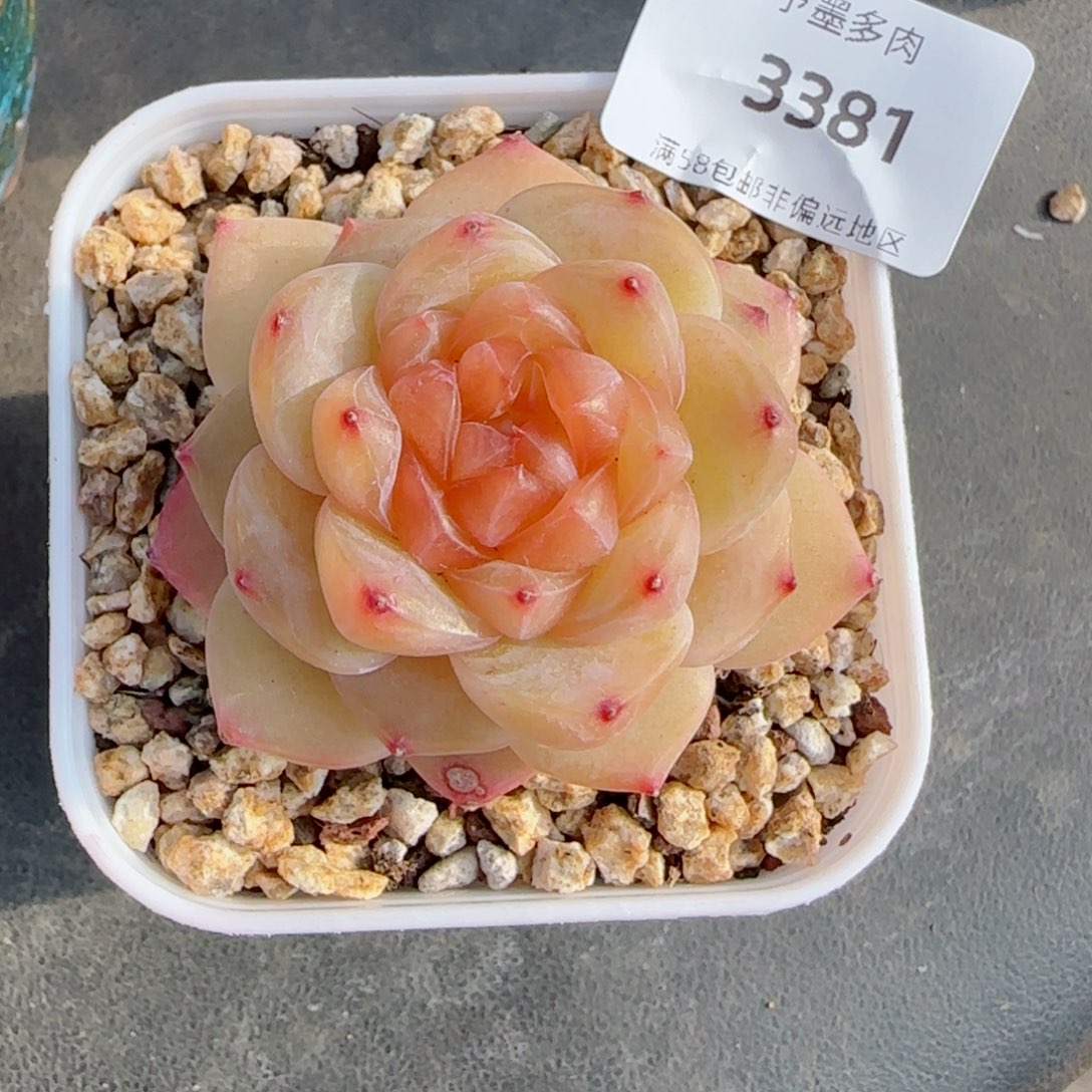 橘糖，3381多肉植物