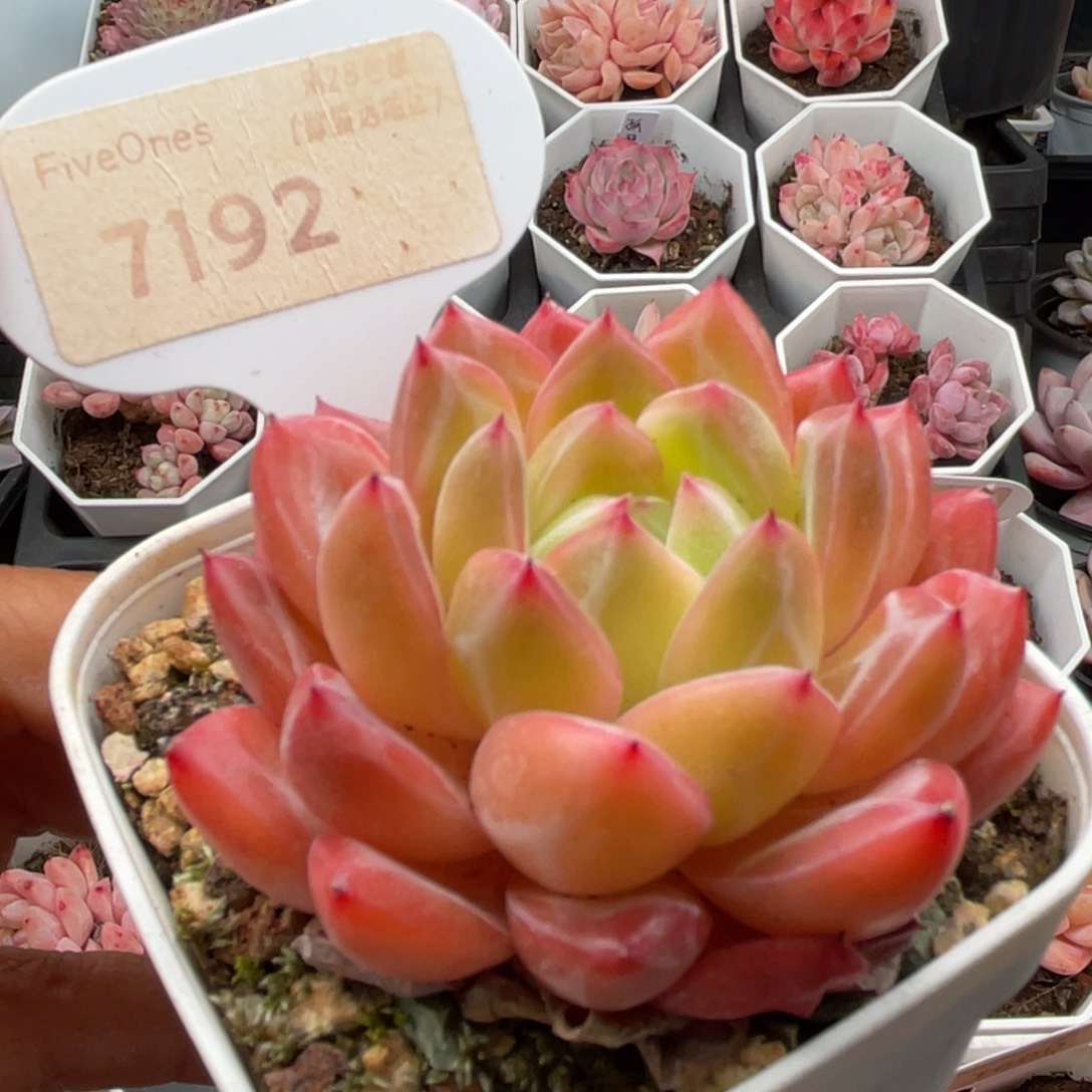 编号系列7192-6.0厘米
