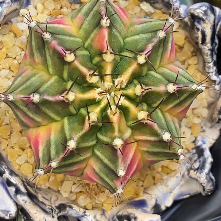 梦幻岛 一物一拍。 