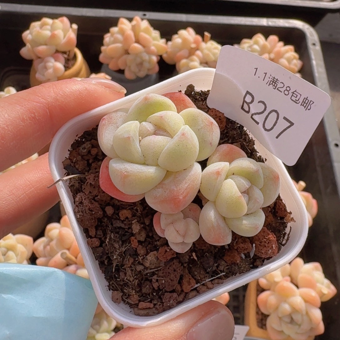 ****言3头冰玉一颗带盆带土