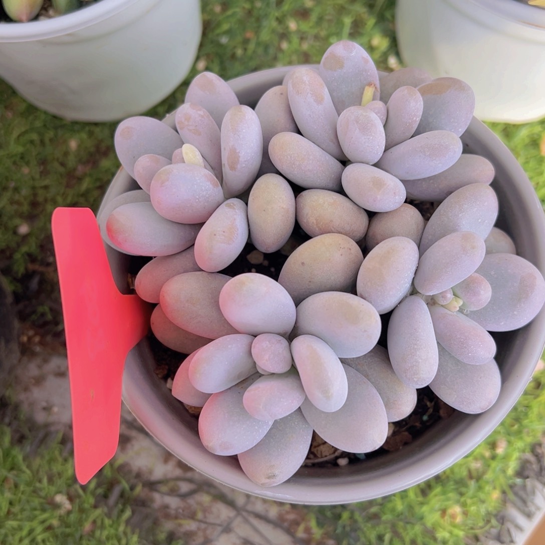 香玉的故事是一个人的故事吗