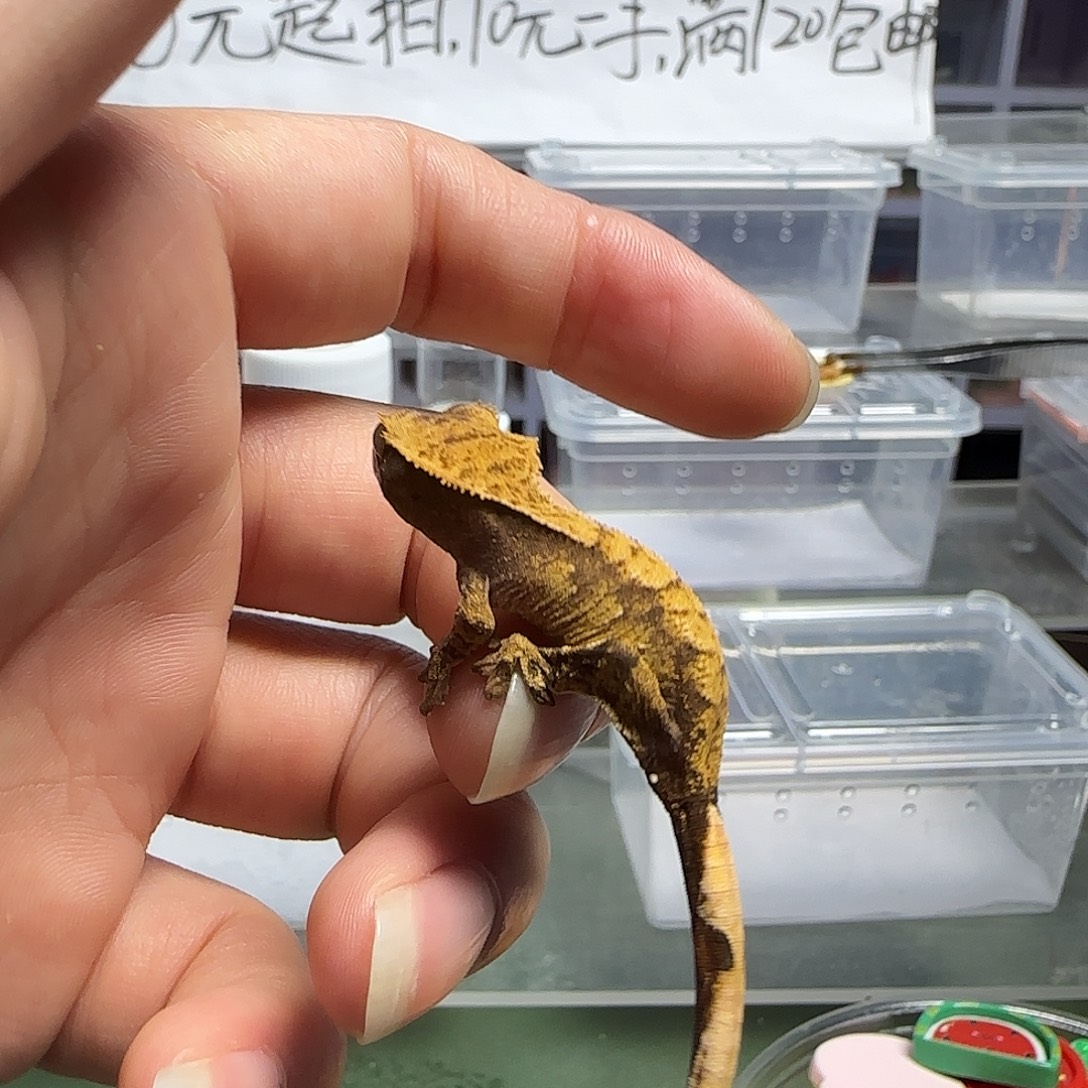 睫角守宫睫角守宫大幼