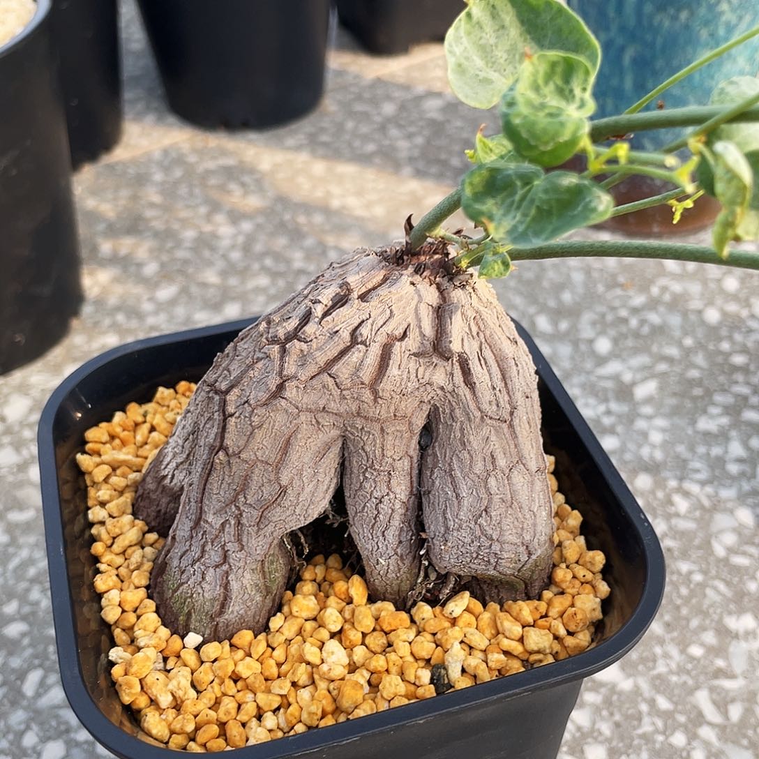 优选象足龟6666666666666