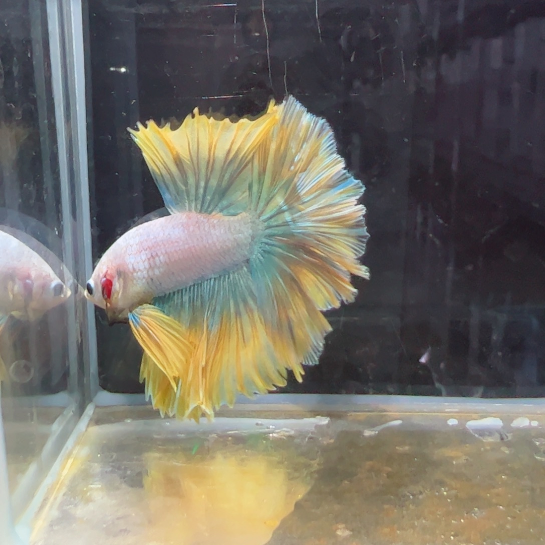 斗鱼浅色特殊尾hhhh