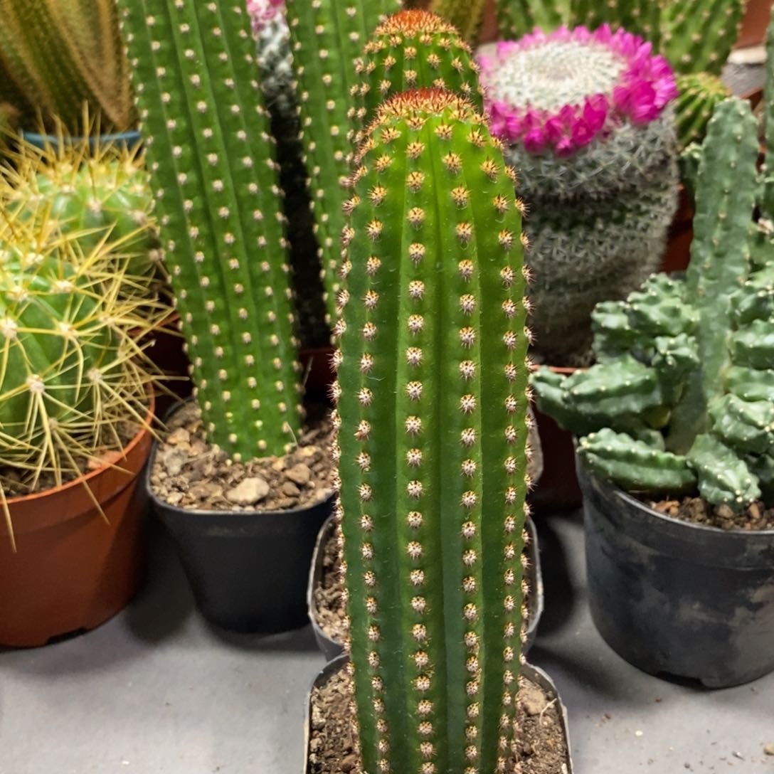 进口金妞金1自根一杯