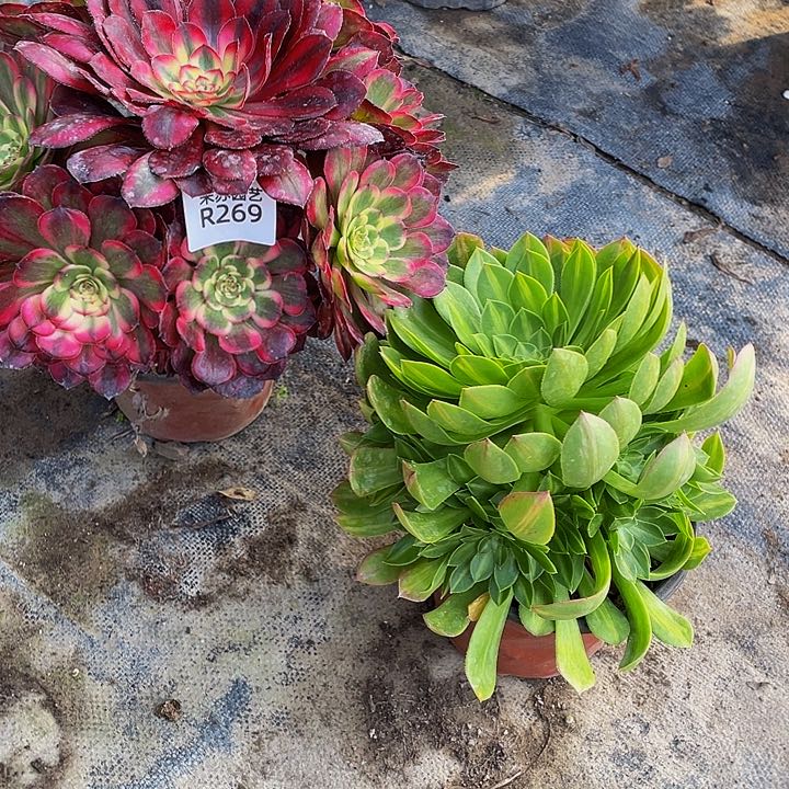 269多肉植物的生长