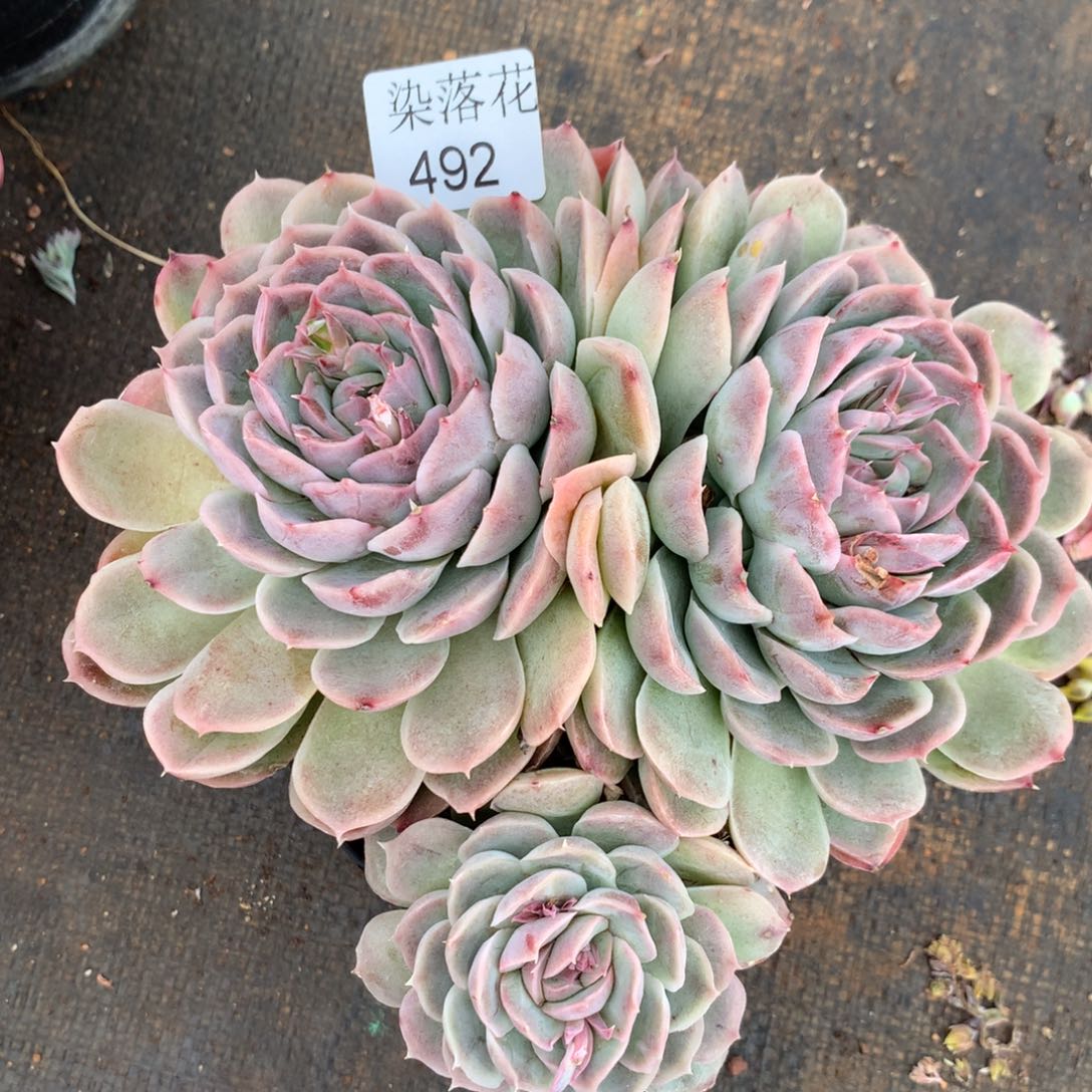 精品多肉植物492