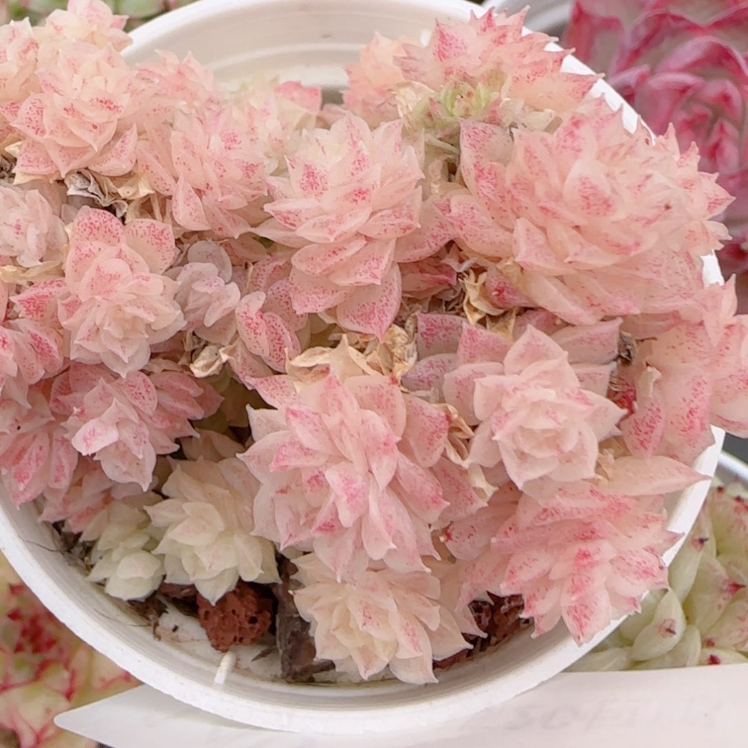 *****花语多肉1225-140散