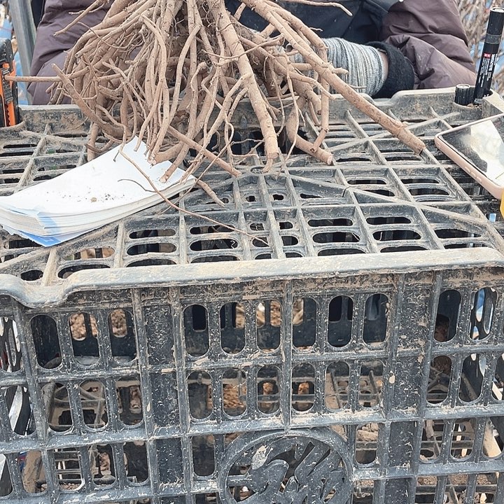 完全开放牡丹花开