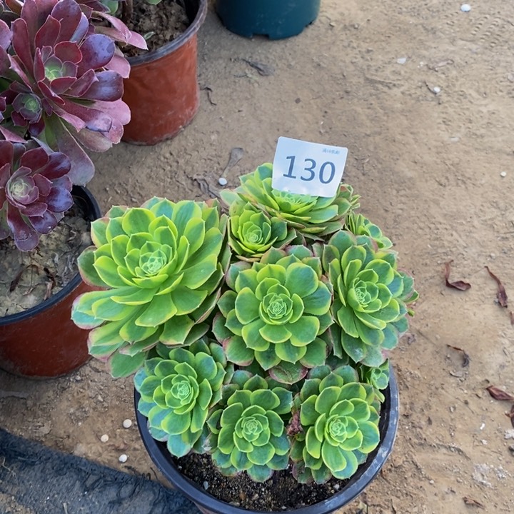 130万奶白绣球多肉