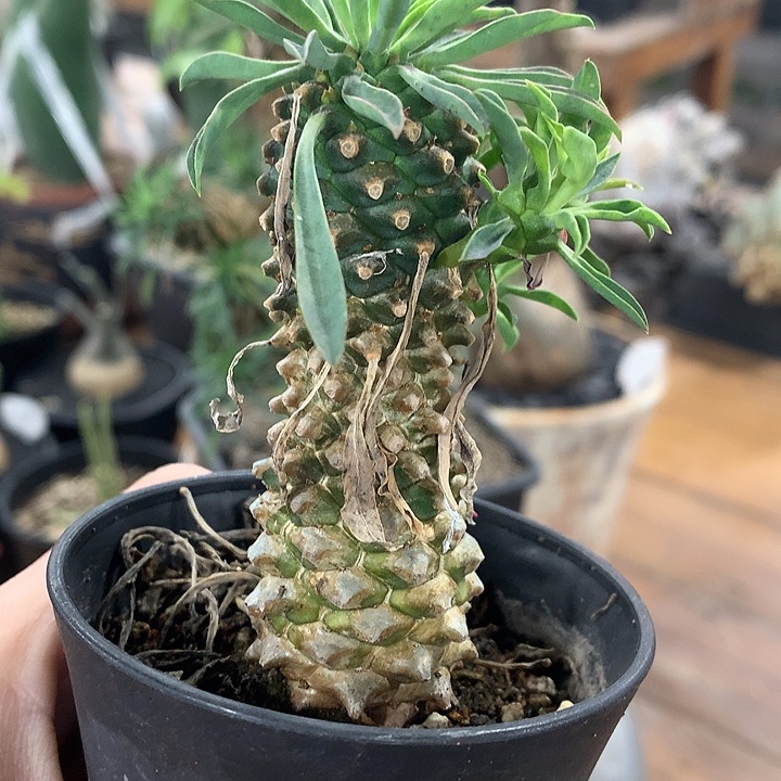 210铁甲麒麟66666—%%%%%%%