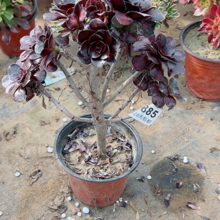 885圆叶有掉头一个