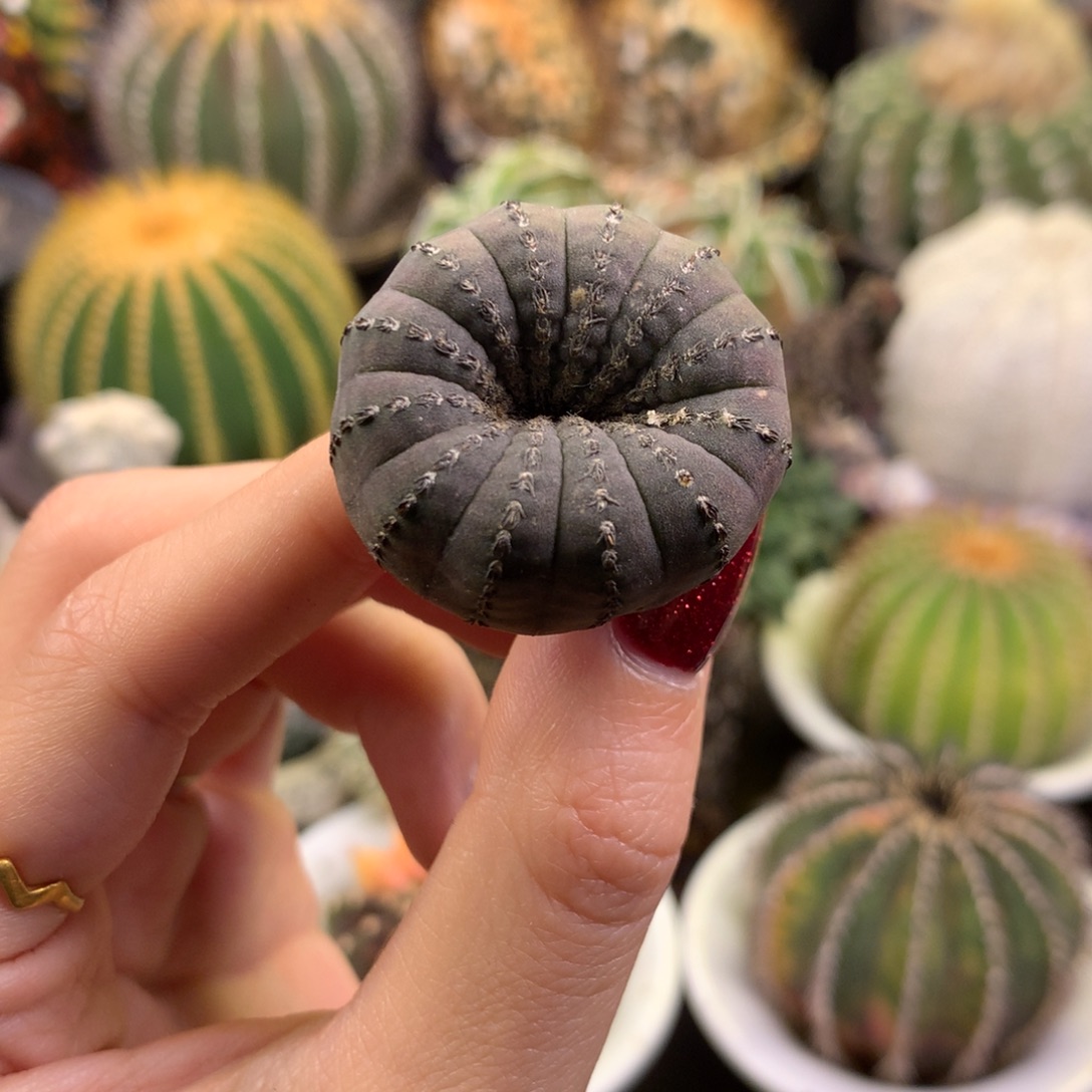 酒杯大型士童缀实生。