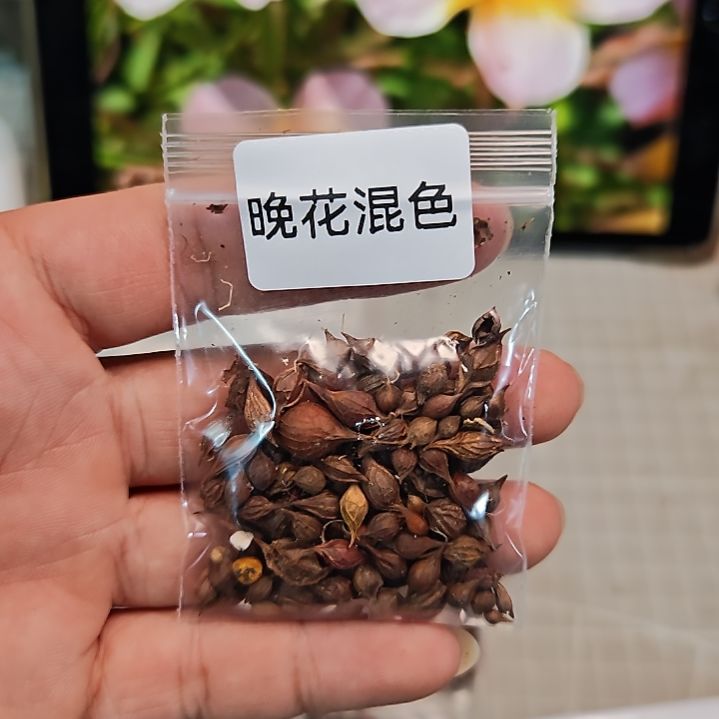 酢浆草种球晚花混色