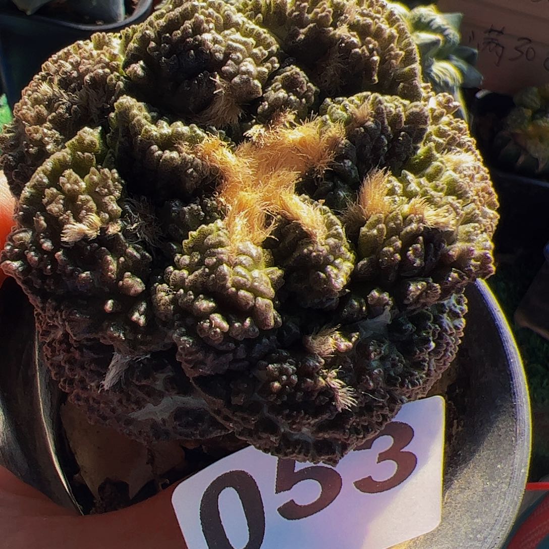 无花朵紫肌哥斯拉龟甲牡丹球缺水053