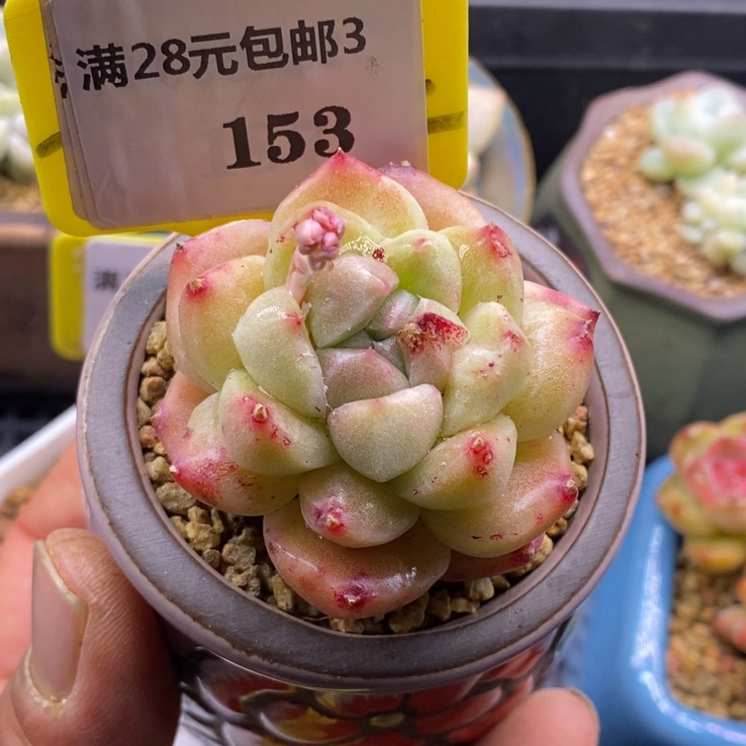 3153小精灵石化拉丝锦