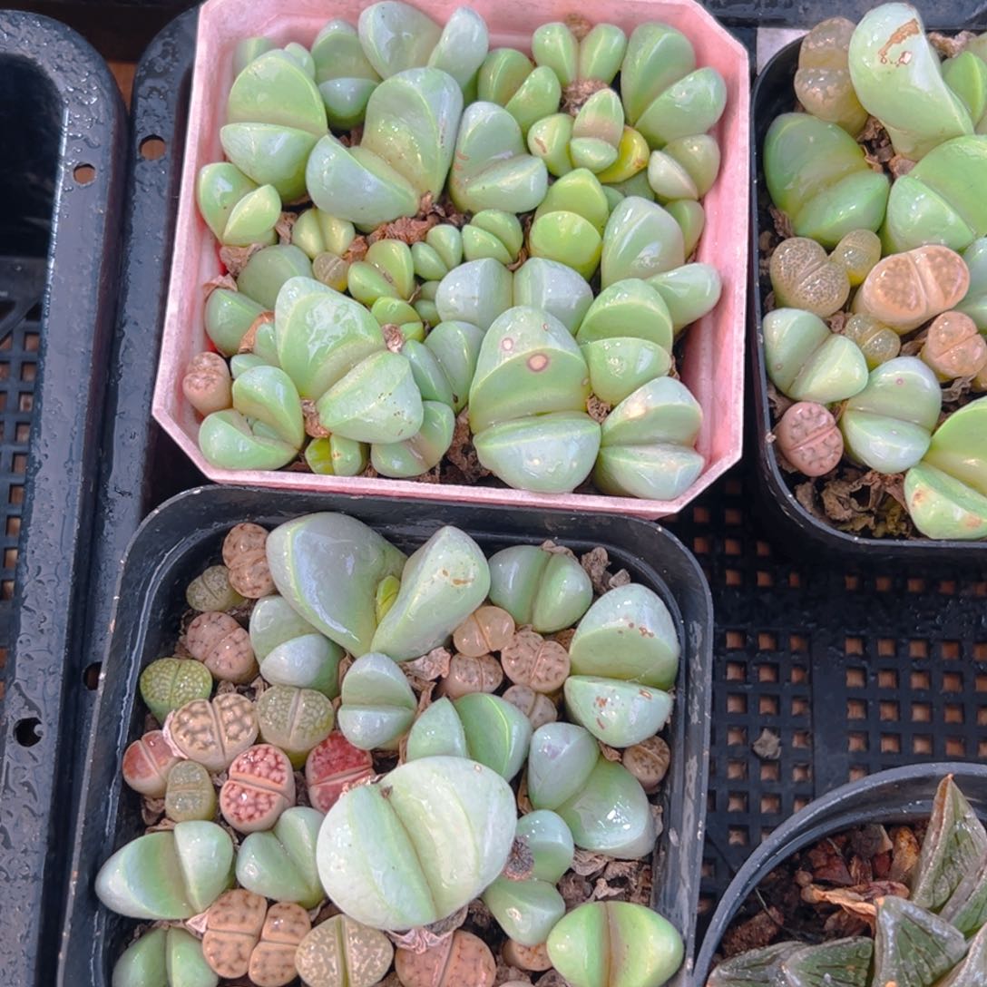 金玲玉玉露多肉多肉一颗