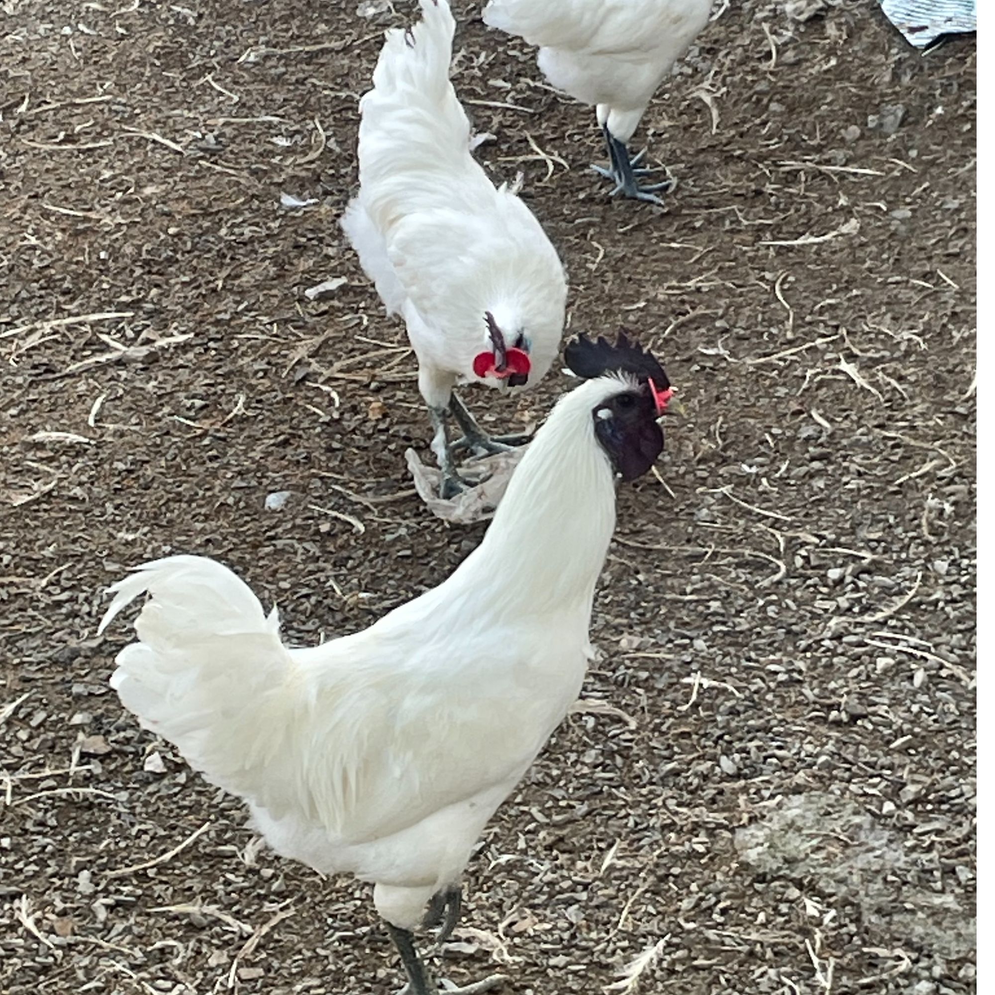 土鸡江山白毛乌骨鸡 冰鲜包冰率不含10%