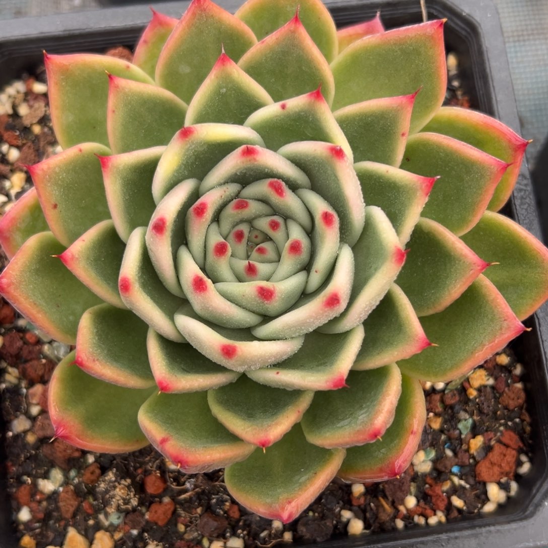 多肉植物一物一拍（18号）