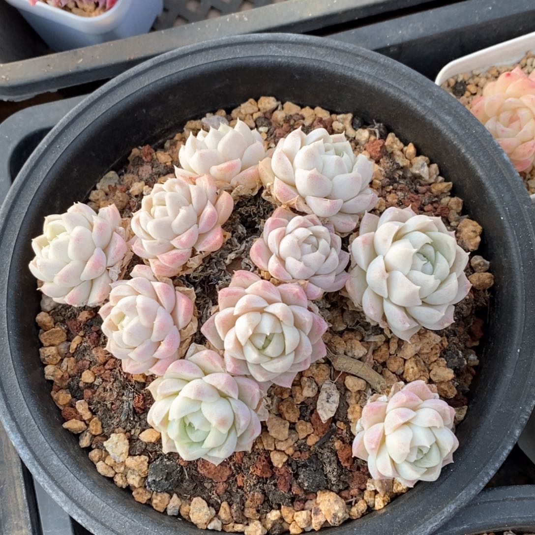 精品多肉一物一柏不包整75