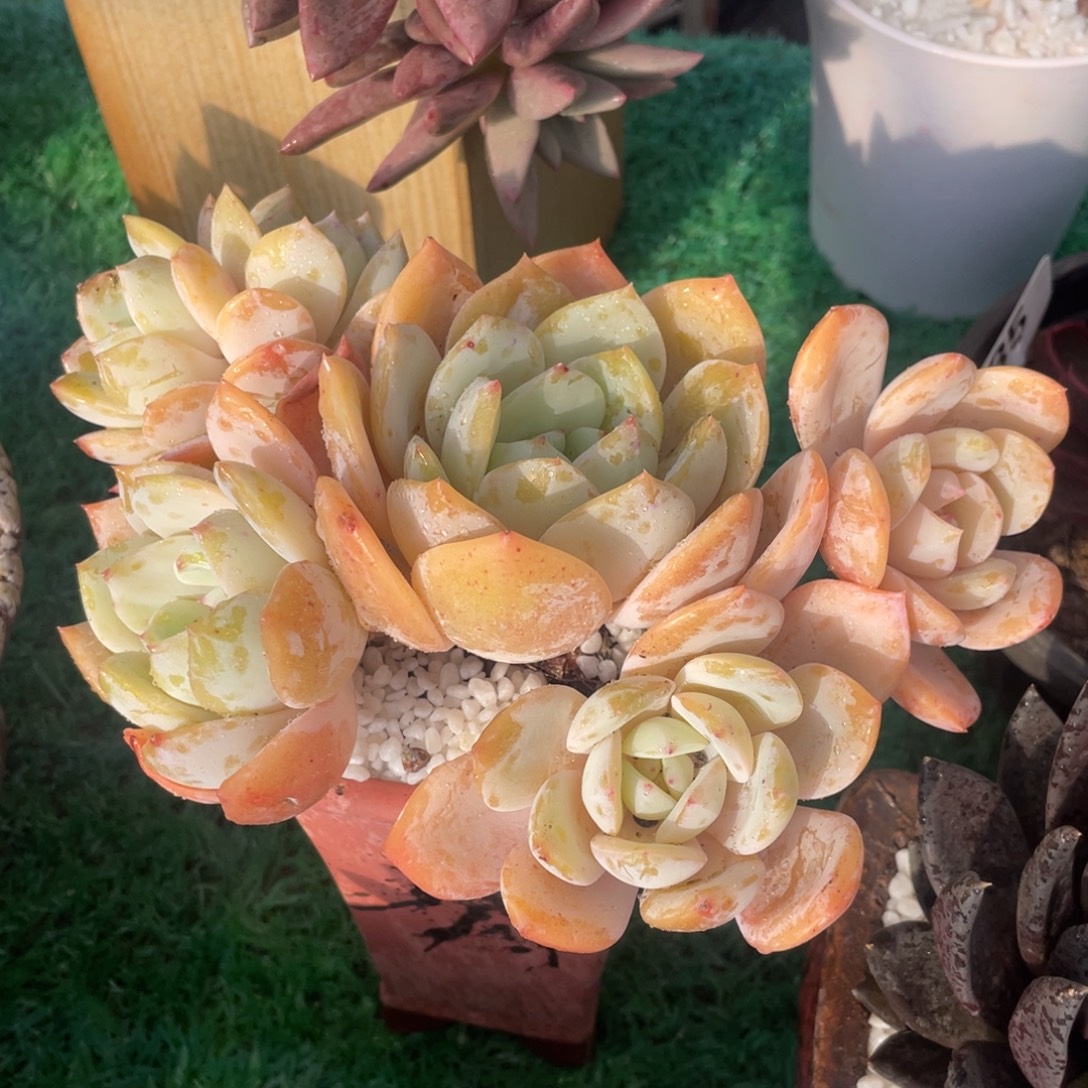 凤橙多肉植物盆栽多肉植物