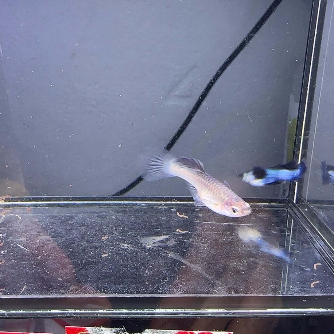 孔雀鱼大耳熊猫一对