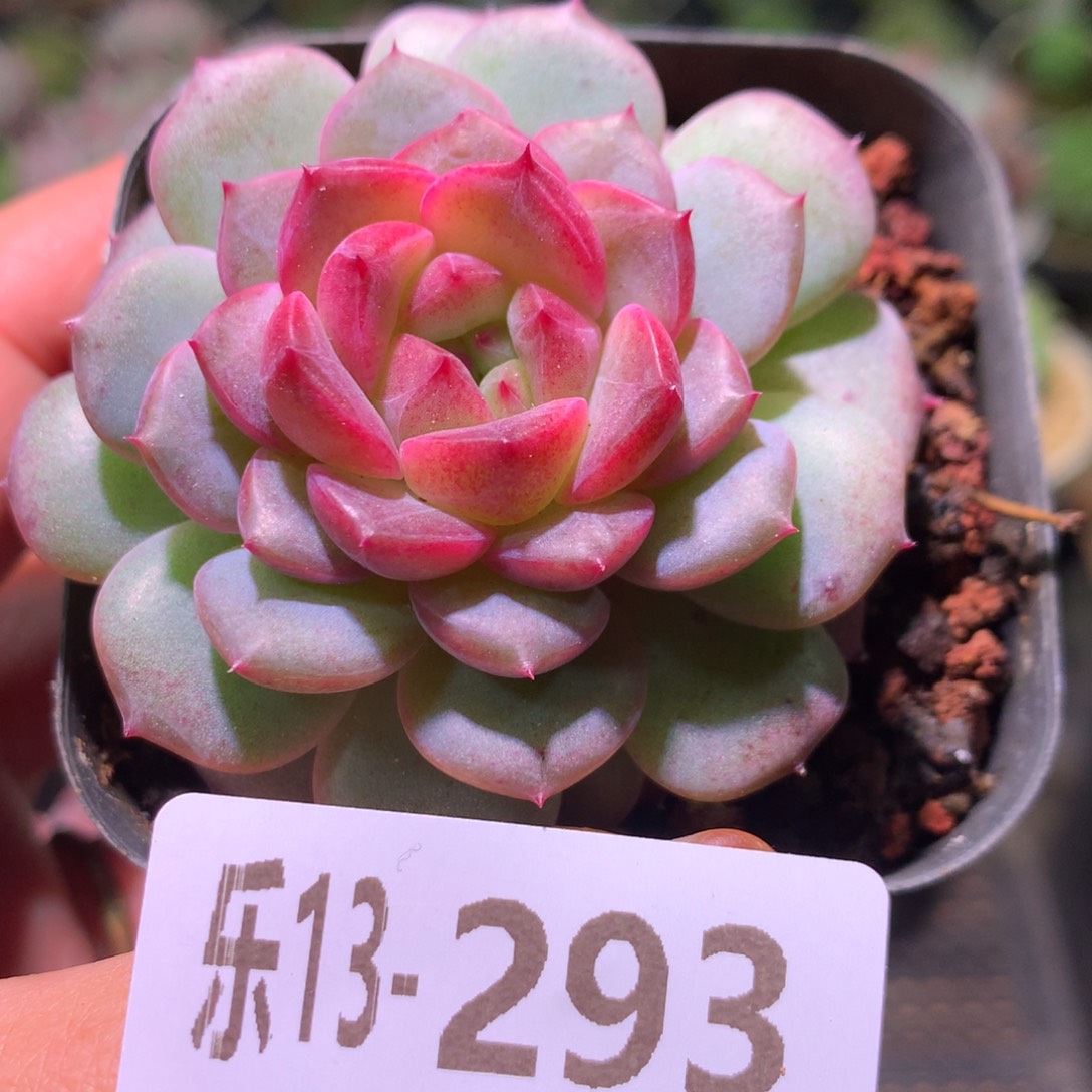 乐然13-293 新品单头 
