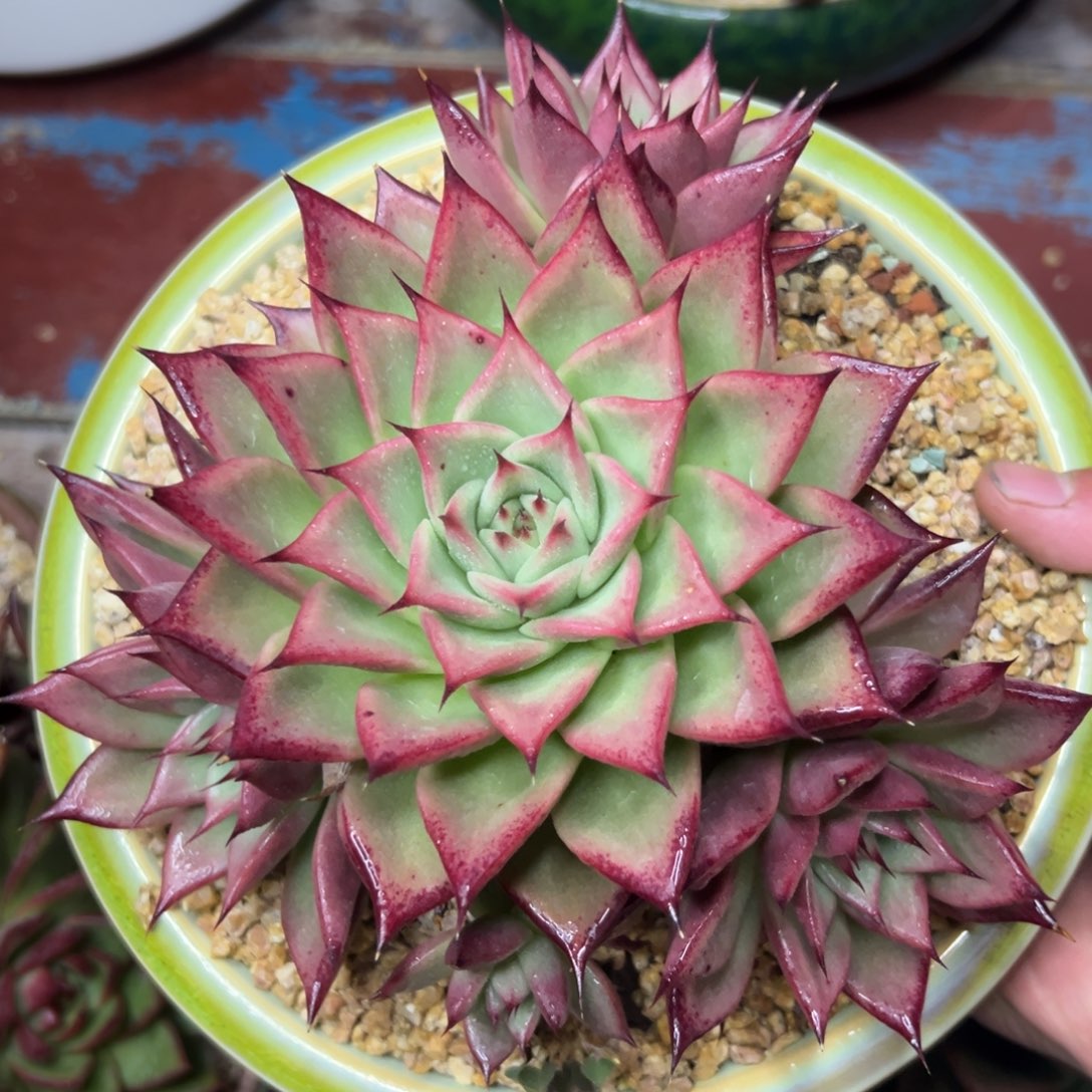 多肉植物一物一拍（03号）