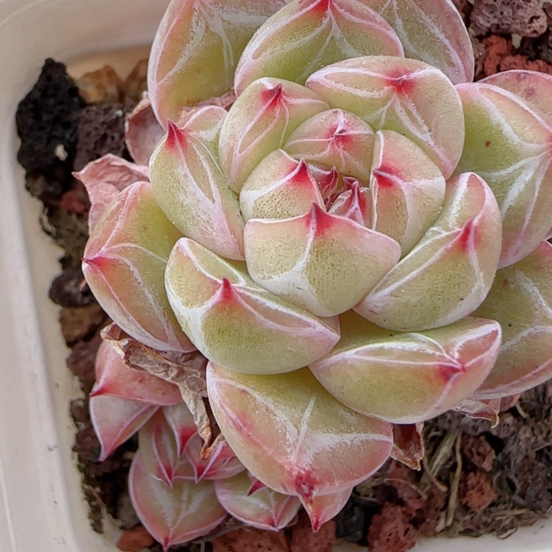 花语多肉1223-287雪花珍妮