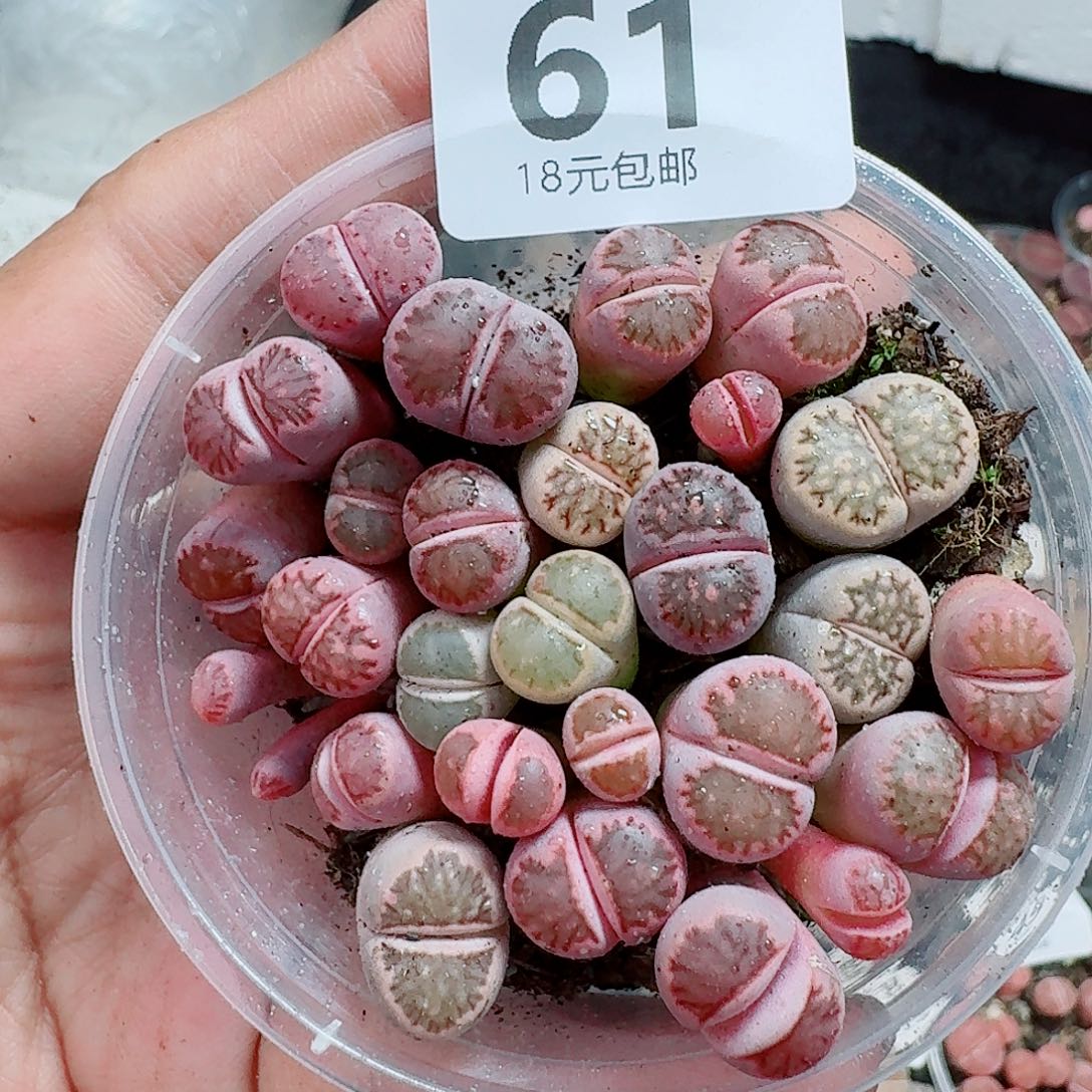 61多肉植物多肉植物