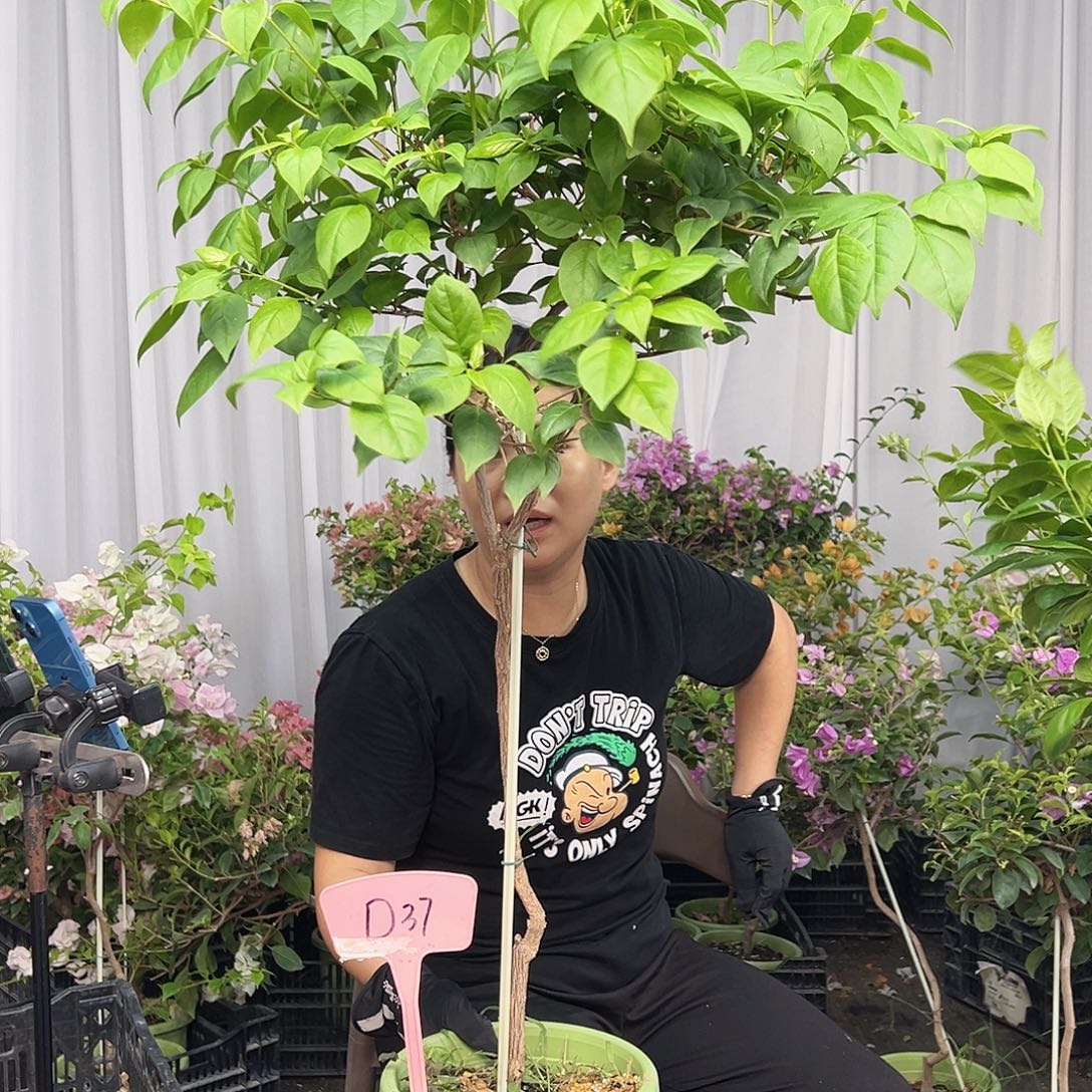 至***上当前无花栽培后可以开花D37苏瓦娜