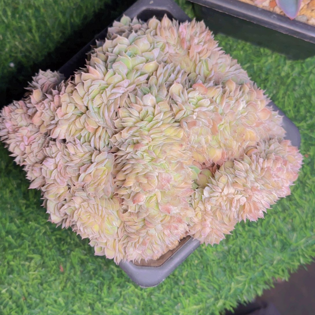 昂福利1111111111111