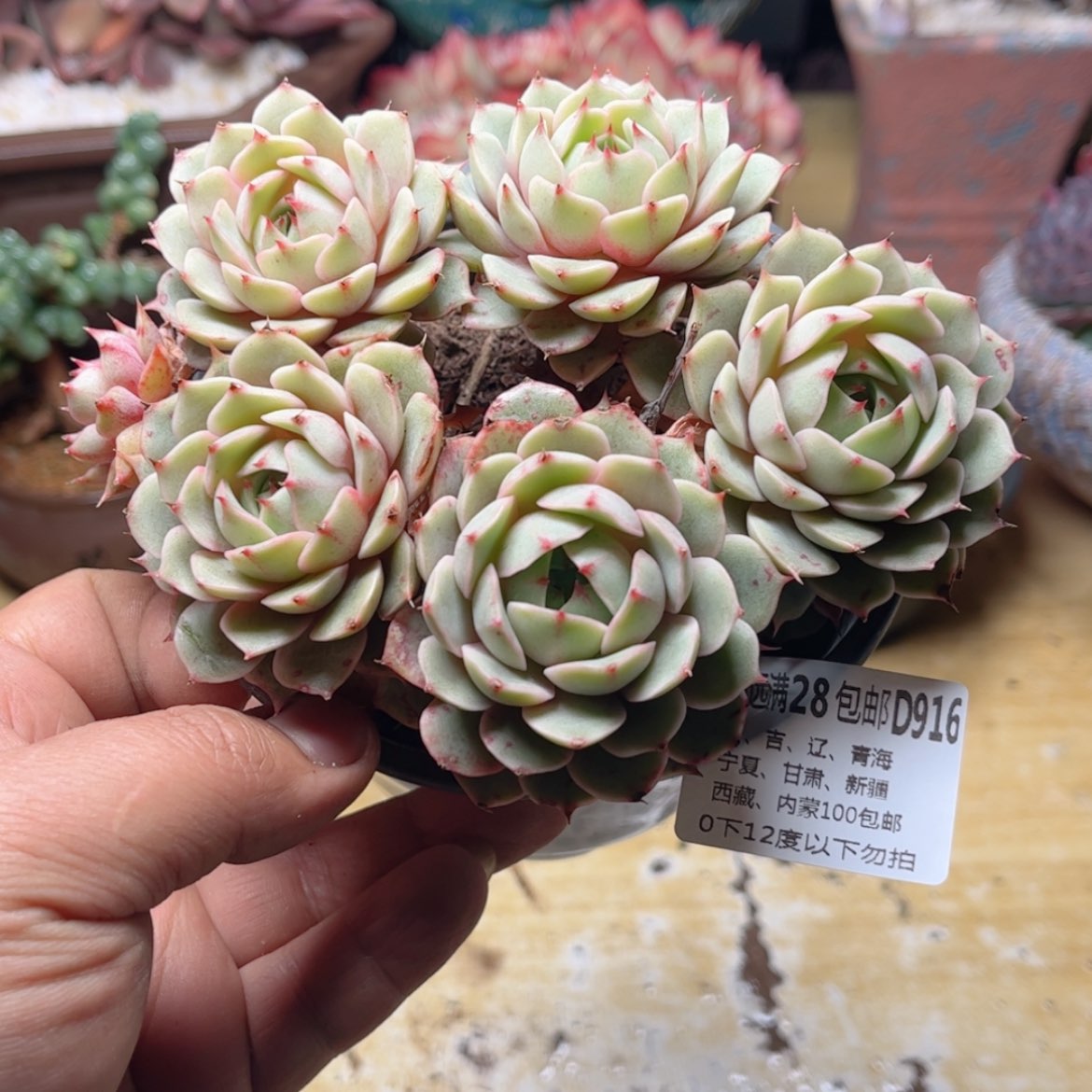 【闪购商品】916笨吧