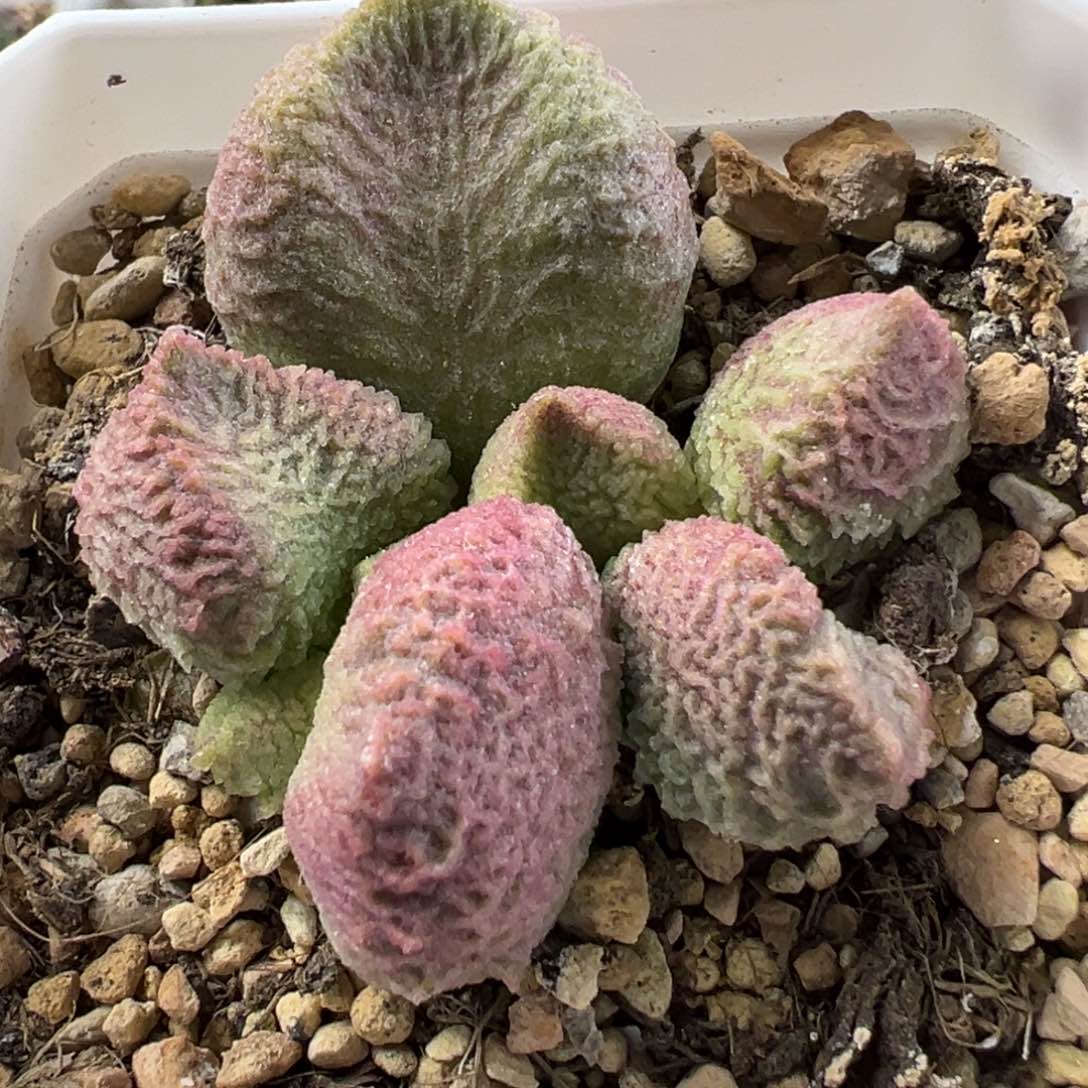 巨猪宝大成朱多肉植物水泡