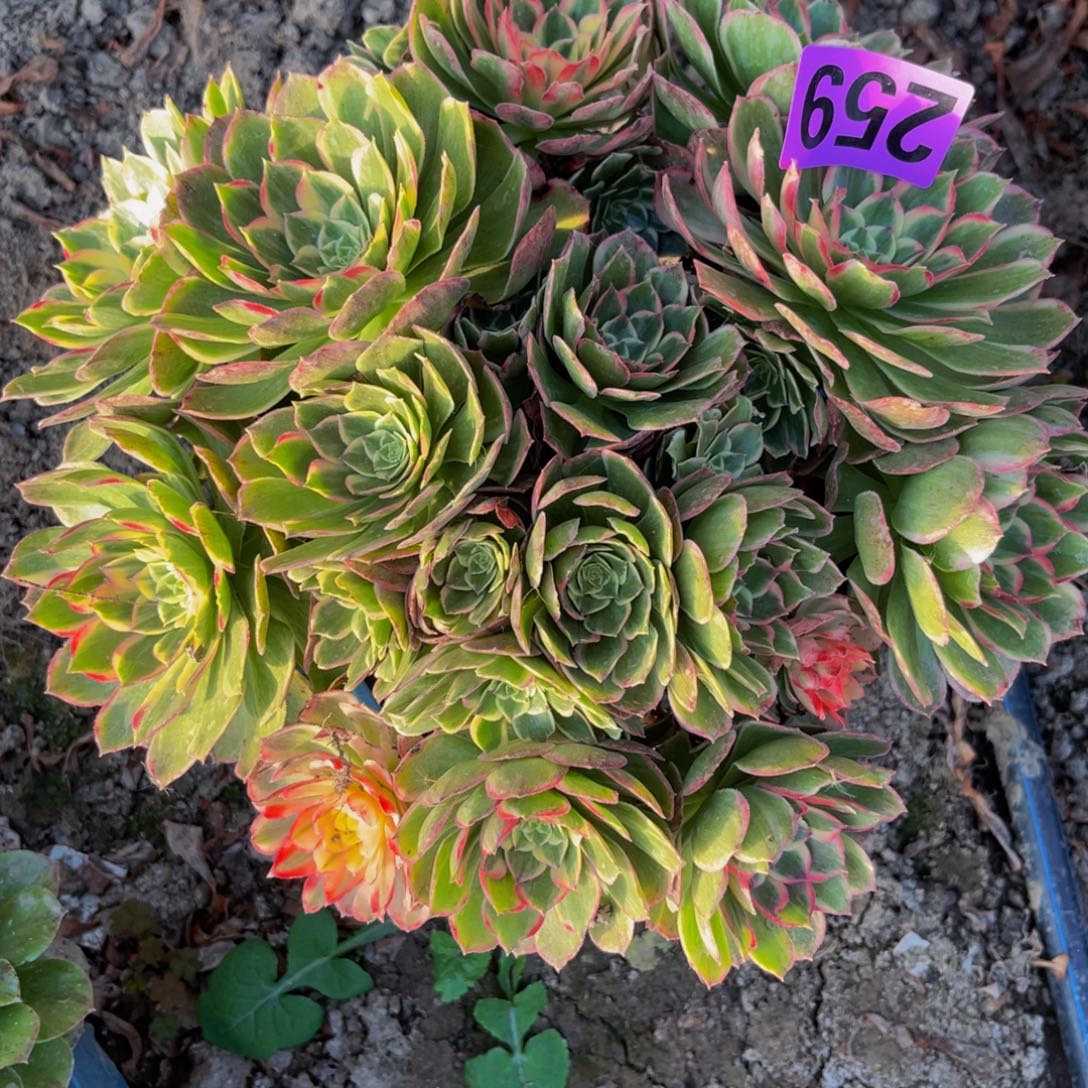 海燕法师26/25包邮